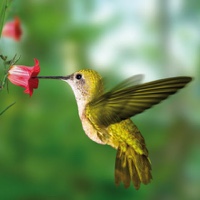 Nature Music Radio dinle